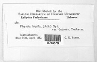 Physcia aquila var. detonsa image